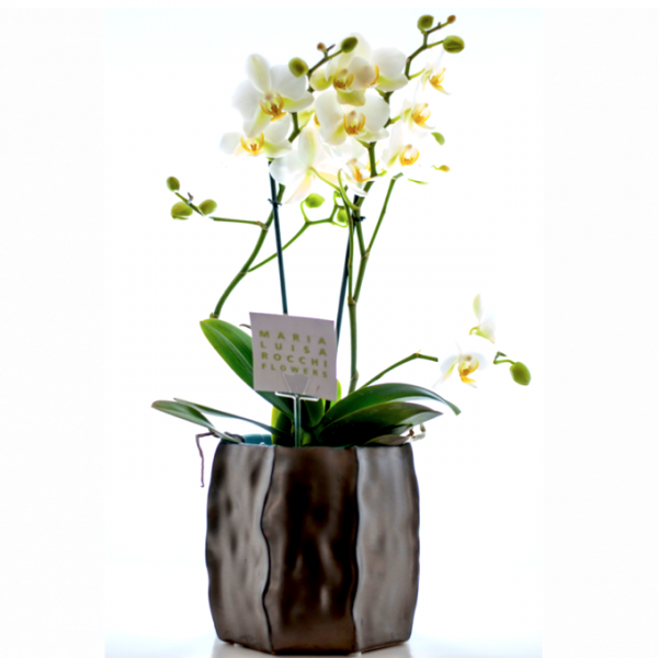 Maria Luisa Rocchi Flowers orchidea multiflora. a domicilio con cosaporto.