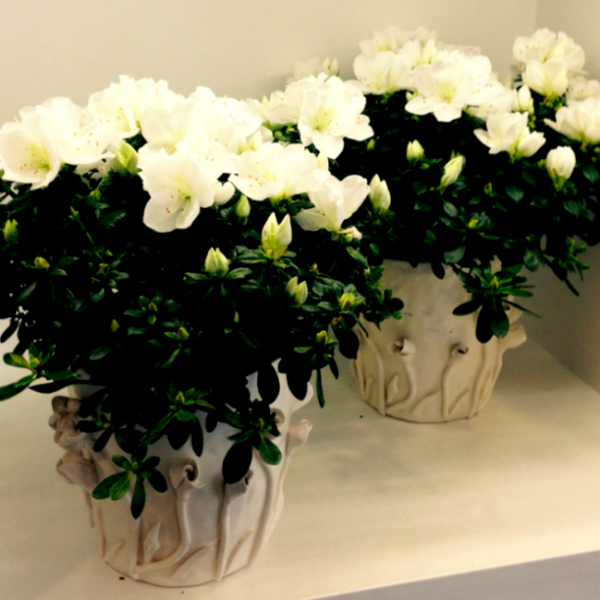 Pianta di azalea Maria Luisa Rocchi Flowers. a domicilio con cosaporto.