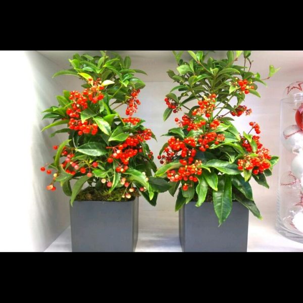 cubo in ceramica con pianta di Ardisia Maria Luisa Rocchi Flowers. a domicilio con cosaporto.