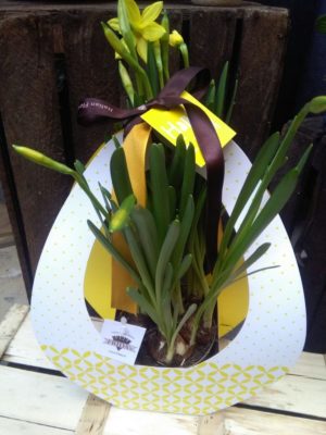 Uovo di Pasqua con bulbi di Narciso a domicilio con cosaporto.