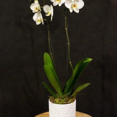 orchidea Phalaenopsis