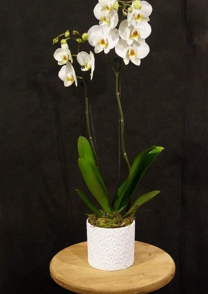 orchidea Phalaenopsis
