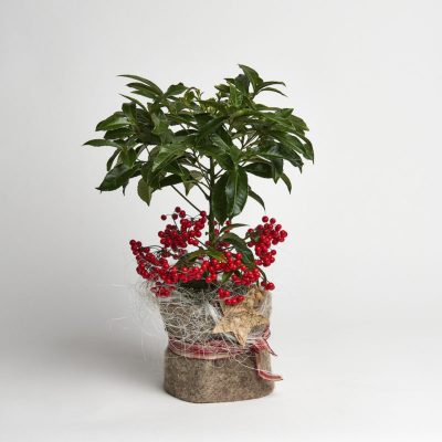il fiorile ardisia decorata a domicilio con dev-beliven.cosaporto.it