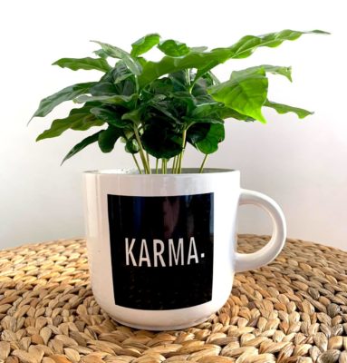 Pianta coffee arabica in tazza grande a domicilio dev-beliven.cosaporto.it