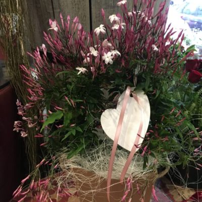 pianta di gelsomino a domicilio con cosaporto