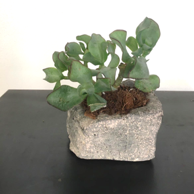 Consegna a domicilio vaso in pietra pianta grassa Rocchi. a domicilio con Cosaporto