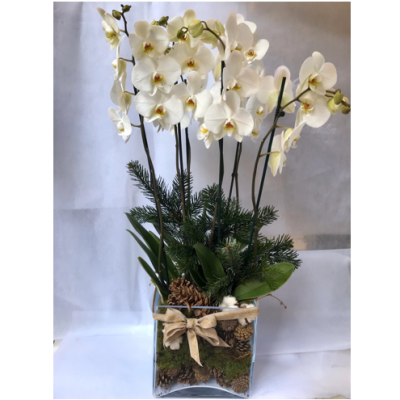 orchidea phalaenopsis di natale cosaporto