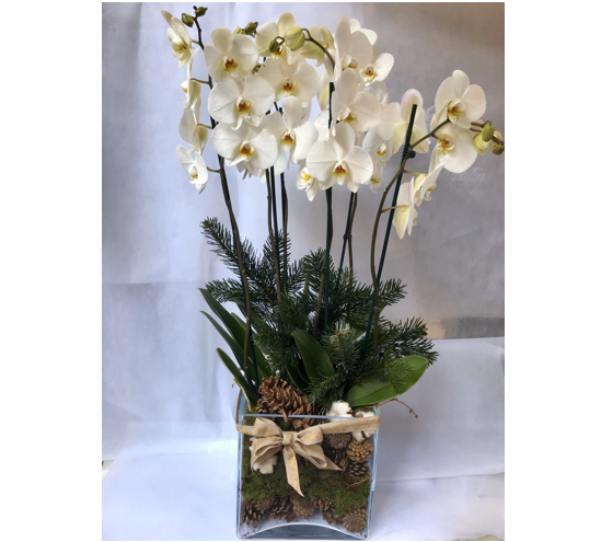 orchidea phalaenopsis di natale cosaporto