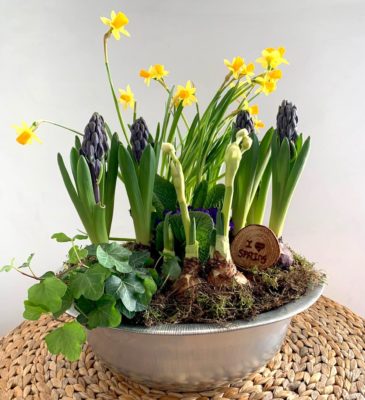 Composizione di piante e bulbi in vaso di latta di Frida's Roma a domicilio con dev-beliven.cosaporto.it