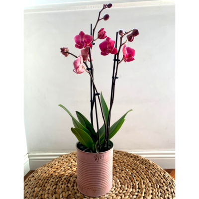 Orchidea a 3 rami in vaso latta a domicilio con dev-beliven.cosaporto.it roma