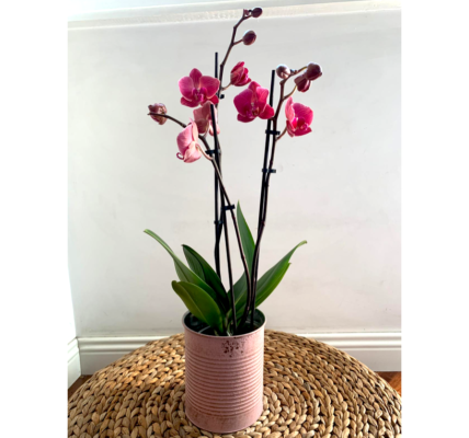 Orchidea a 3 rami in vaso latta a domicilio con dev-beliven.cosaporto.it roma