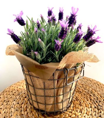Pianta di lavanda in cestino di metallo a domicilio con dev-beliven.cosaporto.it