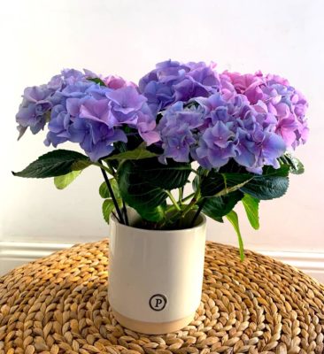 Pianta di ortensia in vaso di ceramica a domicilio dev-beliven.cosaporto.it