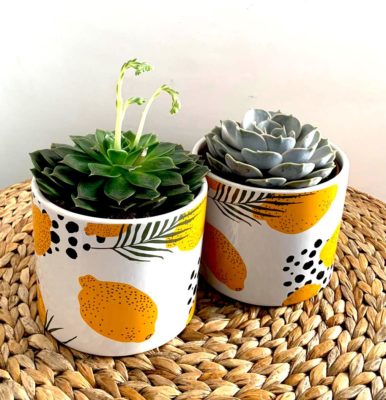 Pianta grassa in vaso di ceramica firma's cosaporto