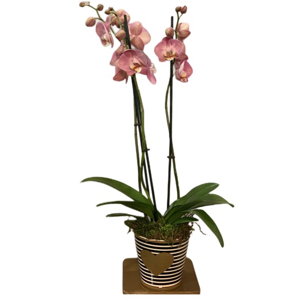 Orchidea in vaso in ceramica a domicilio con cosaporto