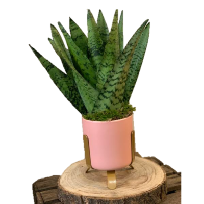 Sanseveria di frida's a domicilio con cosaporto