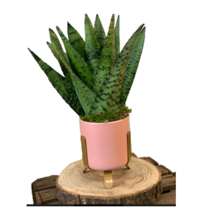 Sanseveria di frida's a domicilio con cosaporto