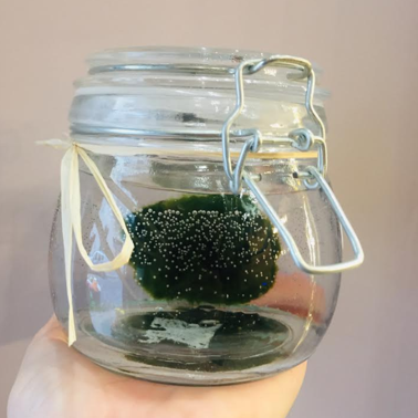 Marimo Frida's Torino