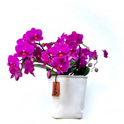 orchidea_ErediBagatin_cosaporto