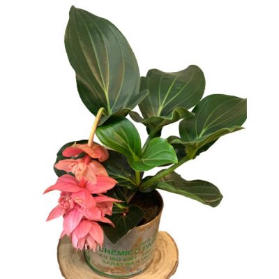 Pianta ornamentale medinilla consegna a domicilio con Cosaporto