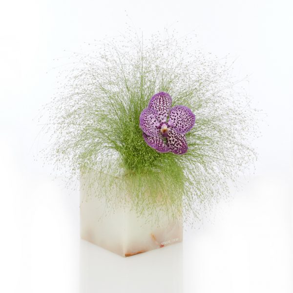 composizione-vaso onice-orchiedea-armanifiori