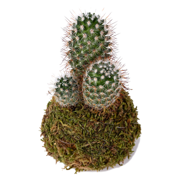 cactus_le koke di cinthia_cosaporto