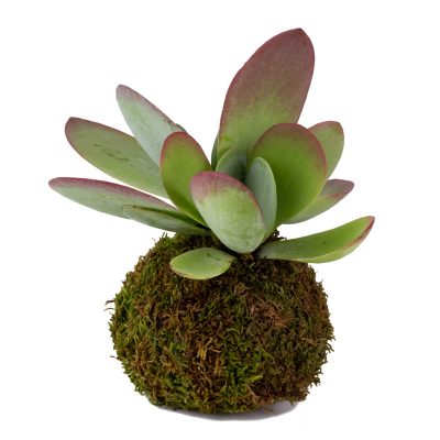 Kalanchoe Thyrsiflora_le koke di cinthia_cosaporto