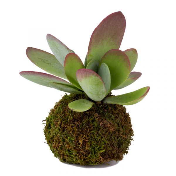 Kalanchoe Thyrsiflora_le koke di cinthia_cosaporto
