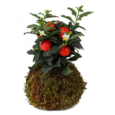 Solanum pseudocapsicum_le koke di cinthia_cosaporto
