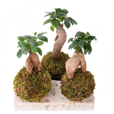 composizione ficus ginseng_le koke di cinthia_cosaporto