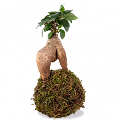 ficus ginseng_le koke di cinthia_cosaporto