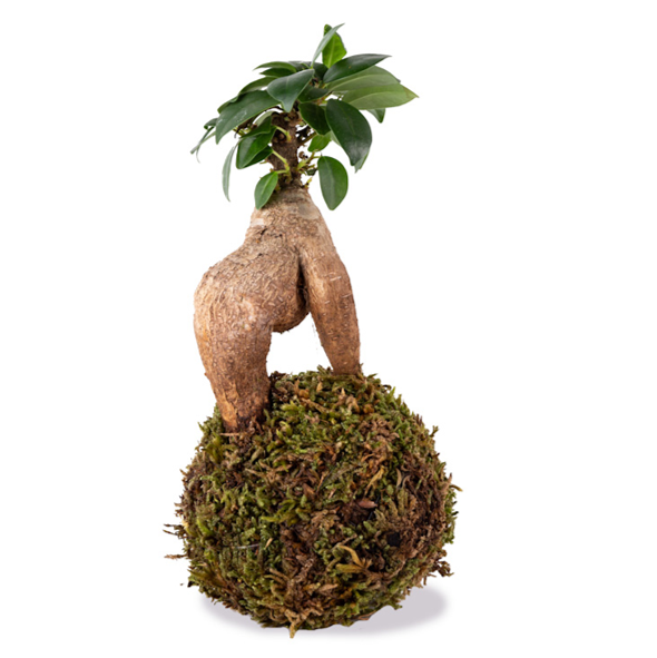 ficus ginseng_le koke di cinthia_cosaporto