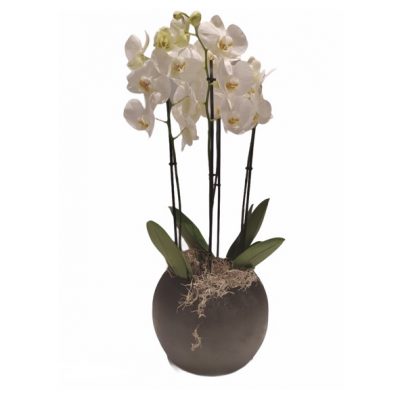orchidea-vaso-ceramica-ciaffoni-consegna-domicilio-cosaporto
