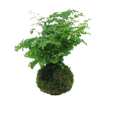 capelvenere-kokedama-consegna-domicilio-cosaporto