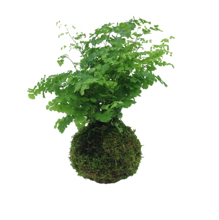 capelvenere-kokedama-consegna-domicilio-cosaporto