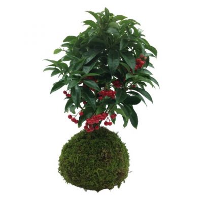 ardisia-kokedama-consegna-domicilio-cosaporto