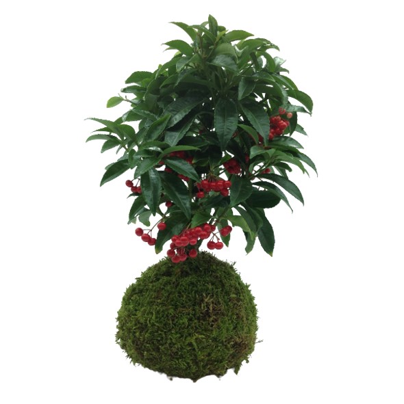 ardisia-kokedama-consegna-domicilio-cosaporto