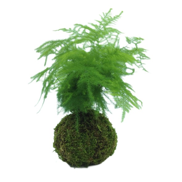 asparagus-plumosus-kokedama-consegna-domicilio-cosaporto
