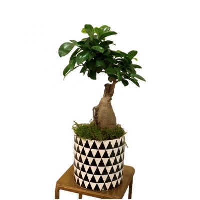 bonsai-in-vaso-di-ceramica-consegna-domicilio-cosaporto