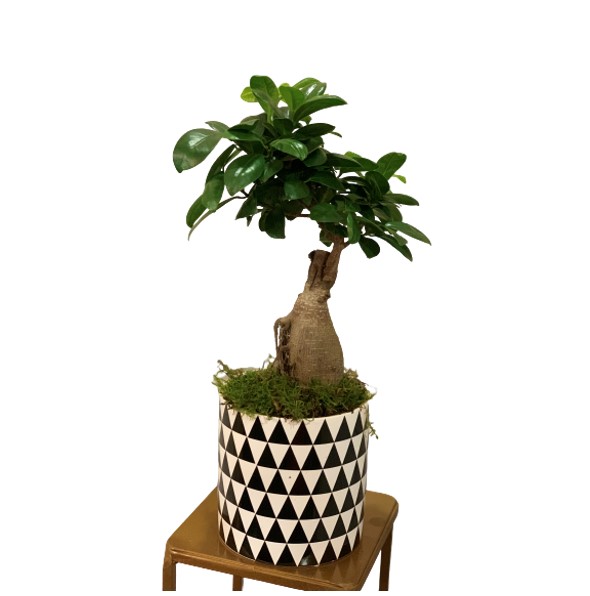 bonsai-in-vaso-di-ceramica-consegna-domicilio-cosaporto