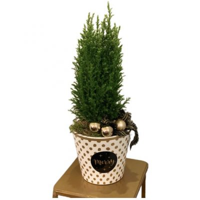 conifera-natalizia-in-vaso-di-ceramica-consegna-domicilio-cosaporto