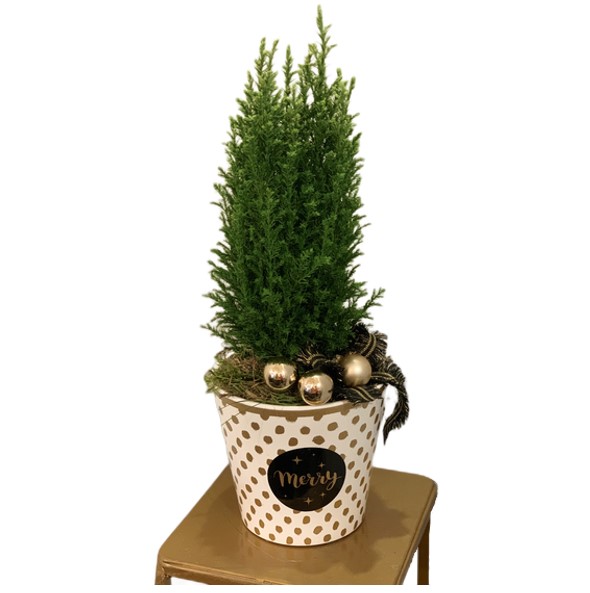conifera-natalizia-in-vaso-di-ceramica-consegna-domicilio-cosaporto
