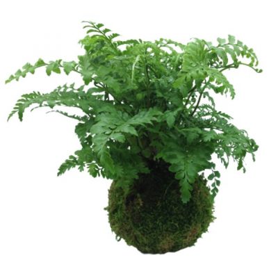 felce-asplenium-kokedama-consegna-domicilio-cosaporto