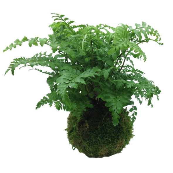 felce-asplenium-kokedama-consegna-domicilio-cosaporto