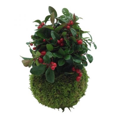gaultheria-kokedama-consegna-domicilio-cosaporto