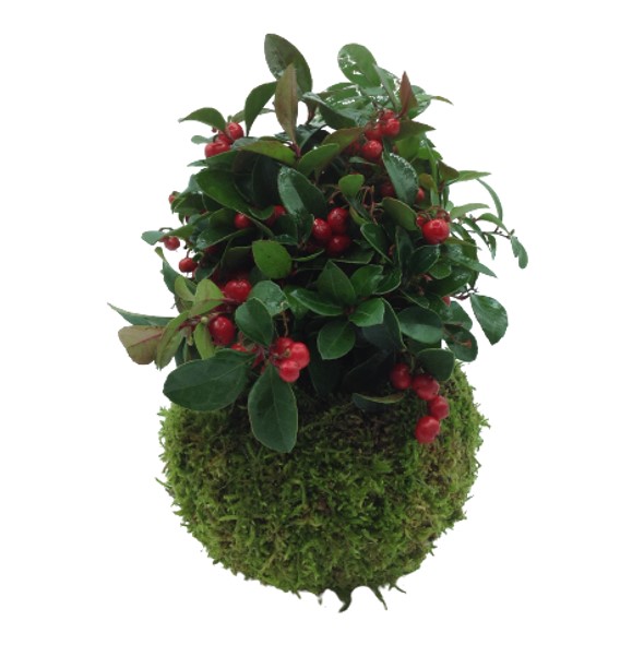 gaultheria-kokedama-consegna-domicilio-cosaporto