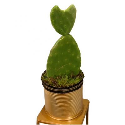 pala-di-fico-d'india-consegna-domicilio-cosaporto