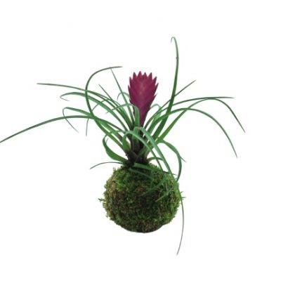 tillandsia-kokedama-consegna-domicilio-cosaporto