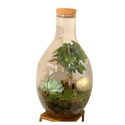 Terrario-grande-bonsai-ginseng-echeveria-consegna-domicilipo-cosaporto