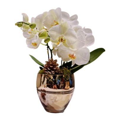 orchidea-phalaenopsis-bianca-eredi-bagatin-consegna-domicilio-cosaporto